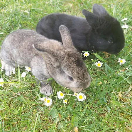 Nyaraló Sunflower House With Jacuzzy And Sauna