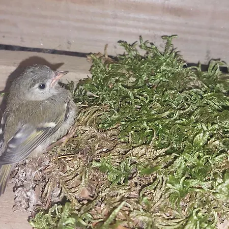 Sunflower House With Jacuzzy And Sauna *