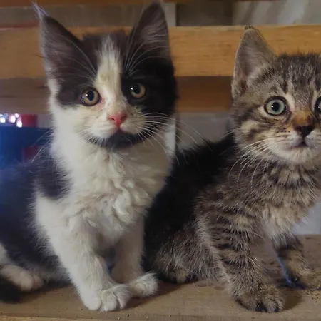 Nyaraló Sunflower House With Jacuzzy And Sauna
