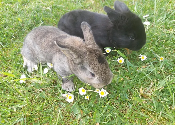 Počitniška hiša Sunflower House With Jacuzzy And Sauna