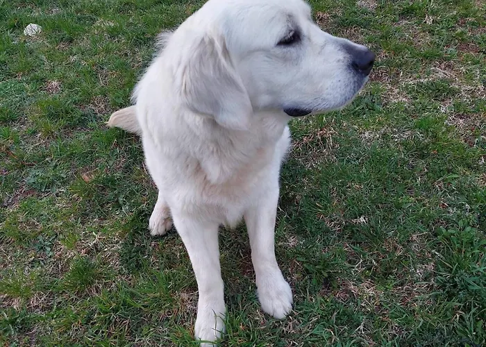 Sunflower House With Jacuzzy And Sauna Vitanje