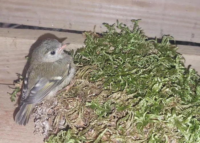 Sunflower House With Jacuzzy And Sauna *