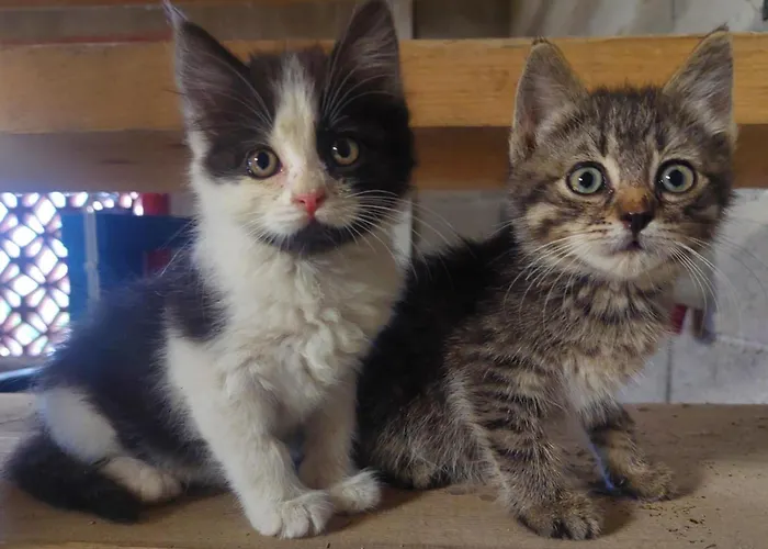 בית נופש Sunflower House With Jacuzzy And Sauna